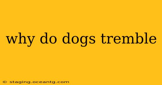 why do dogs tremble