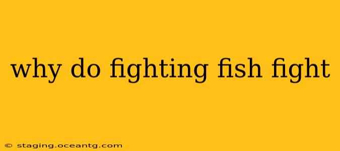 why do fighting fish fight