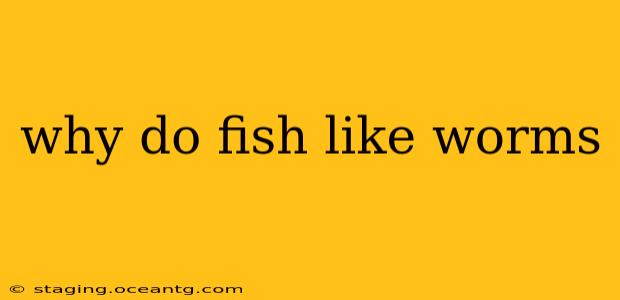 why do fish like worms
