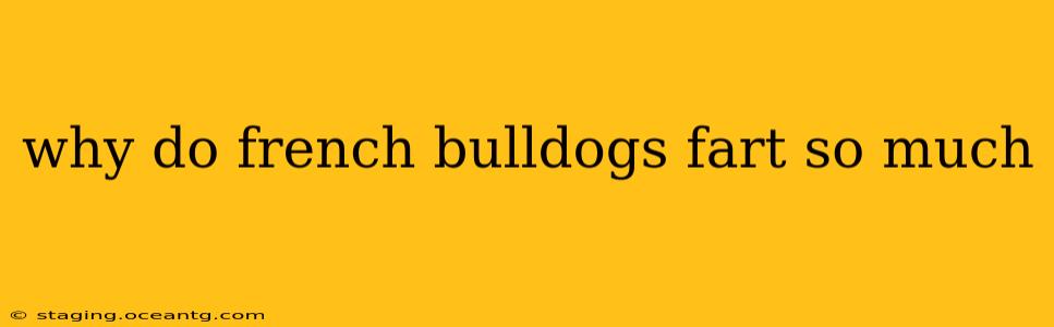 why do french bulldogs fart so much