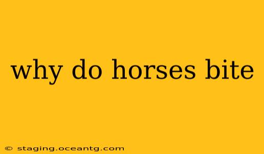why do horses bite