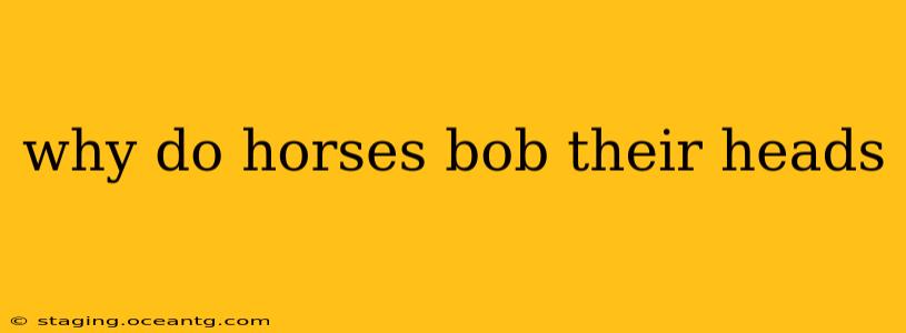 why do horses bob their heads