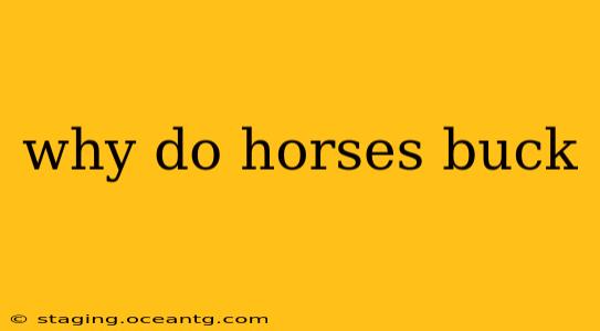 why do horses buck