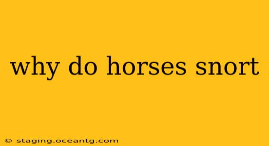 why do horses snort