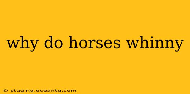 why do horses whinny