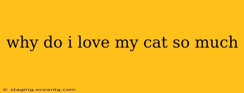 why do i love my cat so much