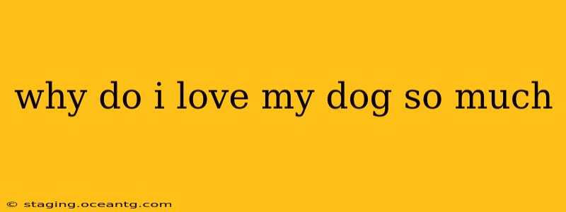 why do i love my dog so much