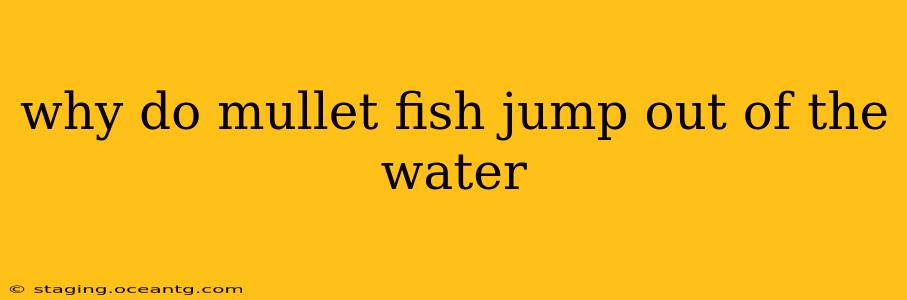 why do mullet fish jump out of the water
