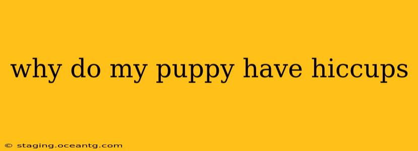 why do my puppy have hiccups
