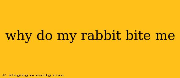 why do my rabbit bite me