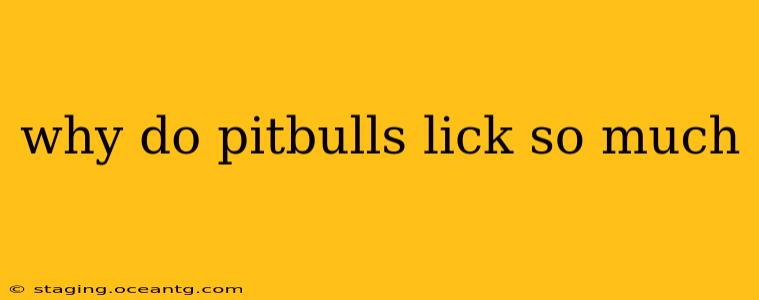 why do pitbulls lick so much