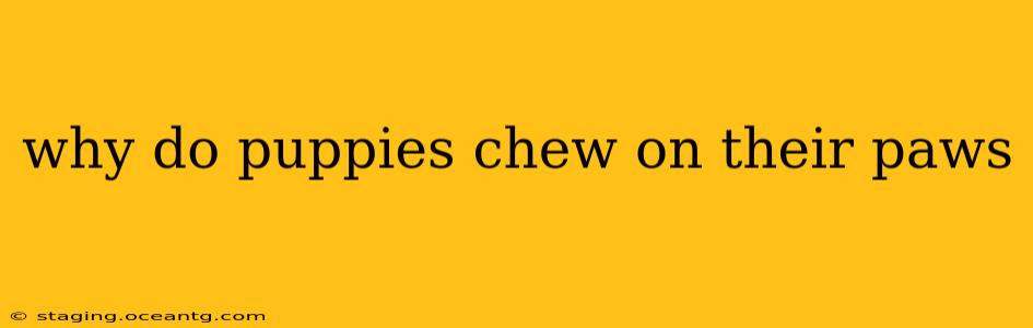 why do puppies chew on their paws