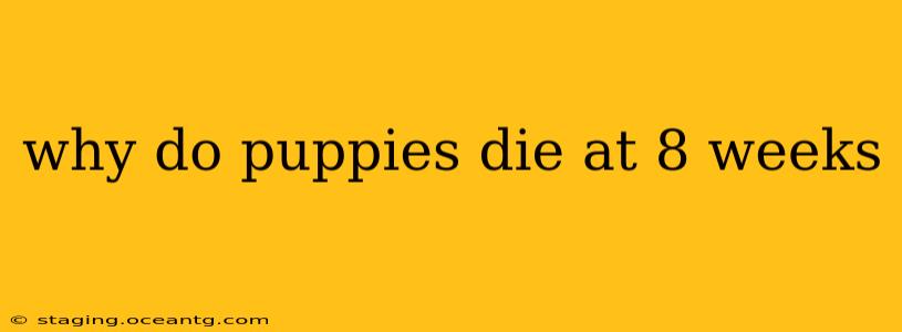 why do puppies die at 8 weeks