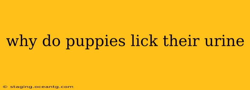 why do puppies lick their urine