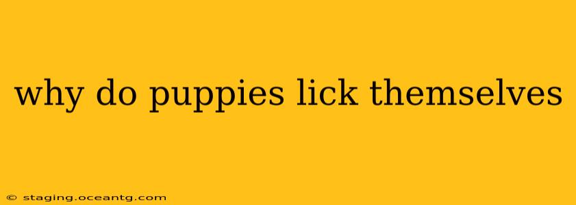 why do puppies lick themselves