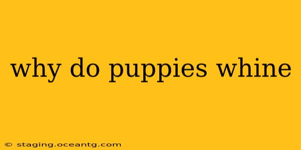 why do puppies whine