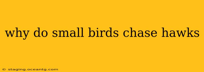 why do small birds chase hawks