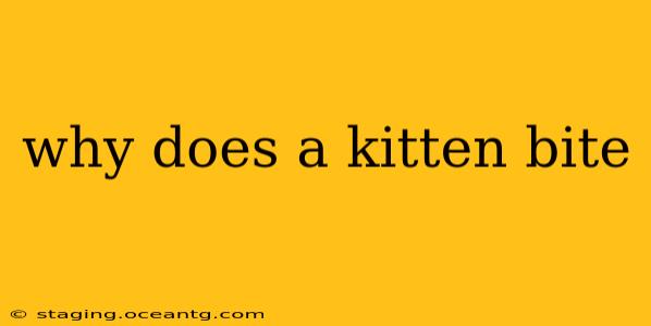 why does a kitten bite