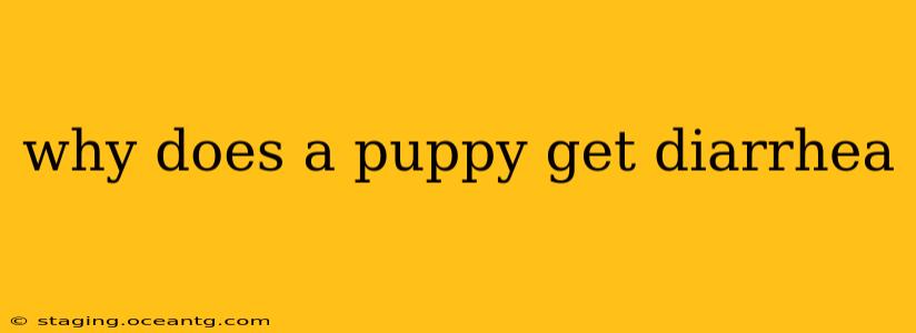 why does a puppy get diarrhea
