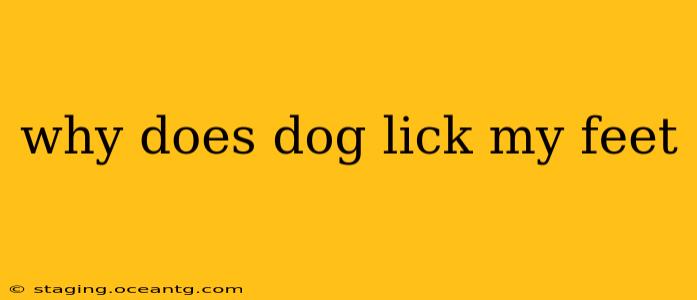 why does dog lick my feet