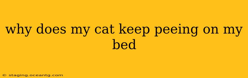 why does my cat keep peeing on my bed