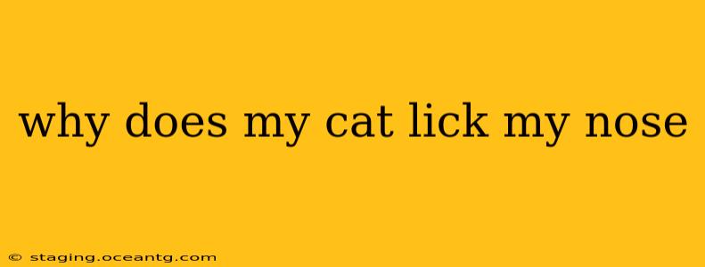 why does my cat lick my nose