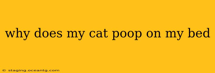 why does my cat poop on my bed