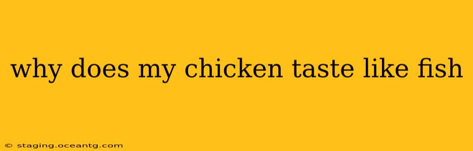 why does my chicken taste like fish