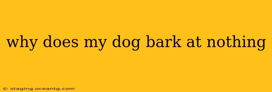 why does my dog bark at nothing