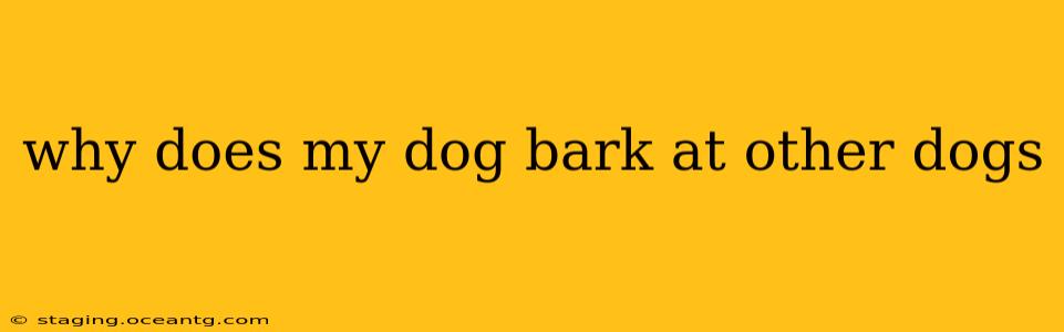 why does my dog bark at other dogs