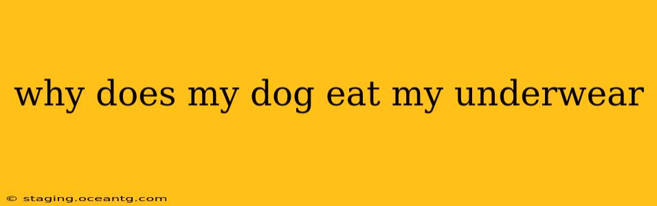 why does my dog eat my underwear