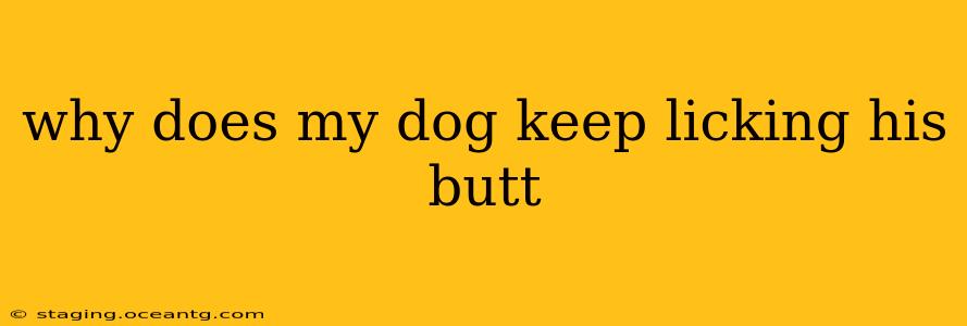 why does my dog keep licking his butt