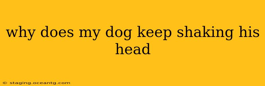why does my dog keep shaking his head
