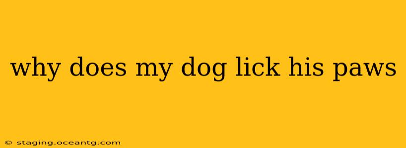 why does my dog lick his paws
