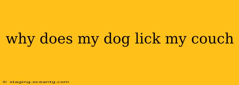 why does my dog lick my couch
