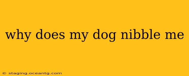 why does my dog nibble me