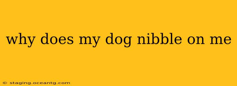 why does my dog nibble on me