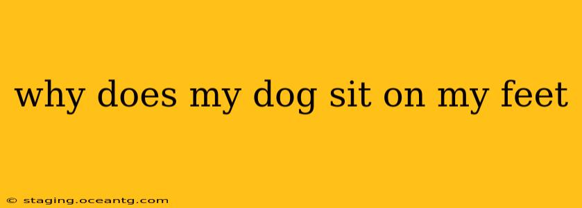 why does my dog sit on my feet