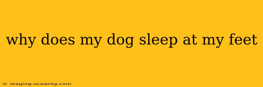 why does my dog sleep at my feet