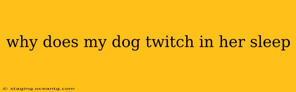 why does my dog twitch in her sleep