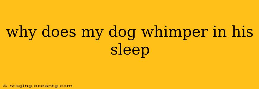 why does my dog whimper in his sleep