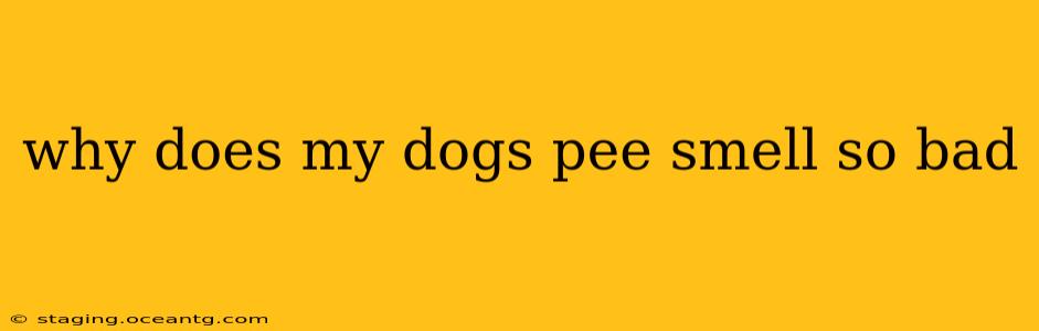 why does my dogs pee smell so bad