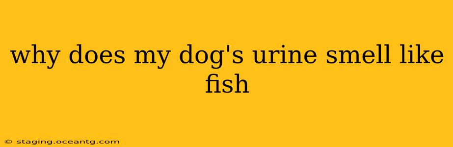 why does my dog's urine smell like fish