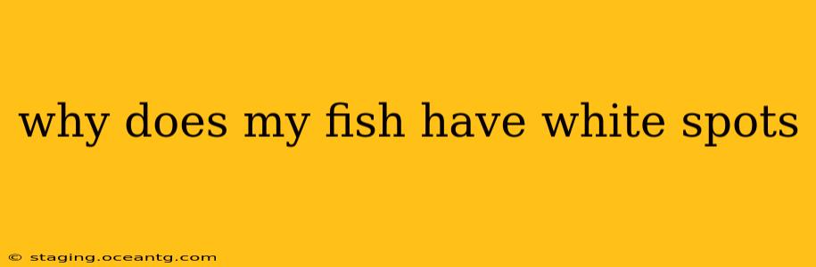 why does my fish have white spots