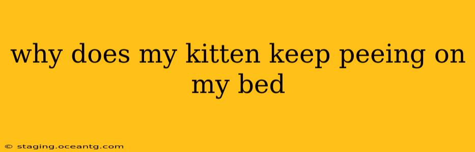 why does my kitten keep peeing on my bed