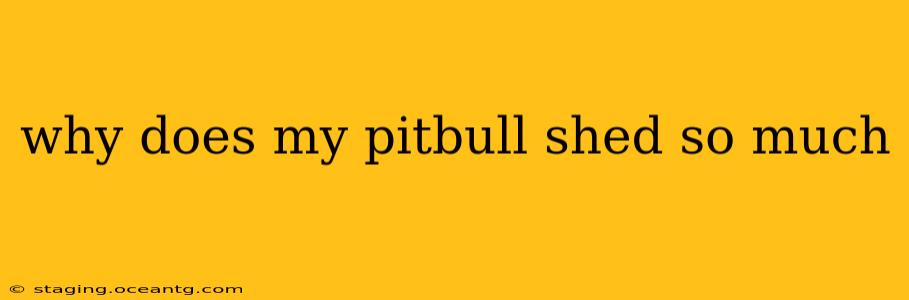 why does my pitbull shed so much