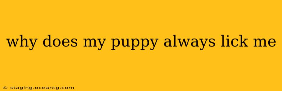 why does my puppy always lick me