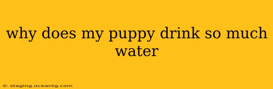 why does my puppy drink so much water
