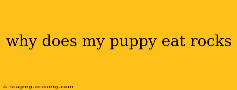 why does my puppy eat rocks