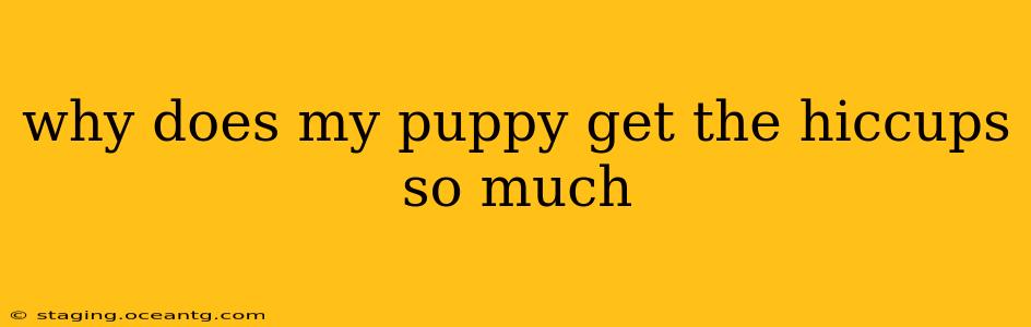 why does my puppy get the hiccups so much